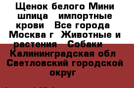 Щенок белого Мини шпица , импортные крови - Все города, Москва г. Животные и растения » Собаки   . Калининградская обл.,Светловский городской округ 